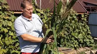 WHAT TO DO WITH CORN STALS?!