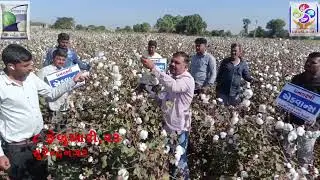 Dhanlaxmi Advance cotton ધનલક્ષ્મી એડવાન્સ કપાસ ( Mo-7574822209 )