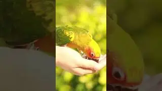 Top 10 Amazing Facts About Parrots for Kids! Educational Video #parrotfacts #colorfulparrots