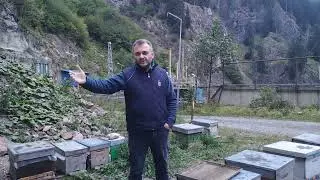 Arılarımı kışa hazırlarken dikkat ettiğim konular.