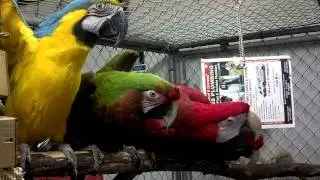 4 Macaws being super cute