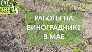 Работы на винограднике в мае