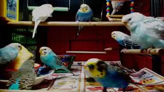 Wendy's Cage: Bread time Tulsa Oklahoma 6/9/19