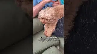 Запасной хозяин по имени Папа