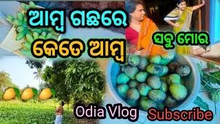 ଆମ୍ବ ଗଛ ରେ କେତେ ଆମ୍ବ 😯😯  #odiavlog #viral #vlogvideo @rupapin2khushiexpress443