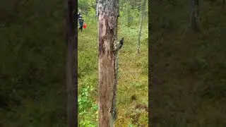 Нападение глухаря