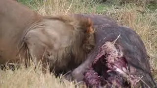 Male Lion Feeding