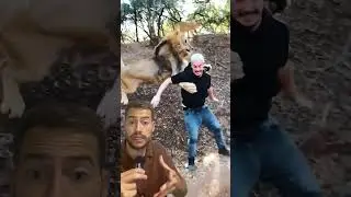 MIEMBRO DE UNA MANADA DE LEONES #leones #naturaleza #manada #leon #biologia #sabana #curiosidades