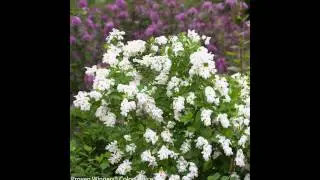 ЭКЗОХОРДА  (EXOCHORDA)  сем. Розоцветные
