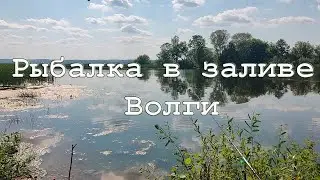 Рыбалка в заливе Волги в середине июля 2024