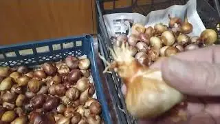 хранение лука шалот