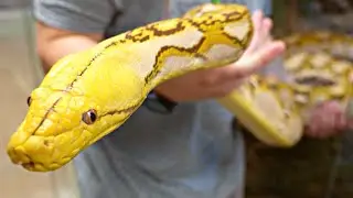 ALL OF OUR BIG SNAKES AT THE REPTARIUM REPTILE ZOO!