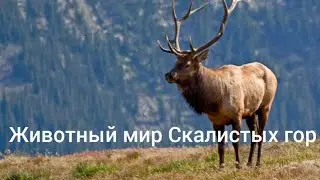 Животный мир Скалистых гор.На вершине.