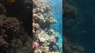 Египет. Красное море 🐠🐟🦈. #shorts  #travelvlog #vacation