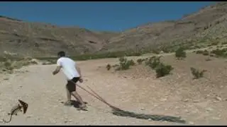 Primal Fitness Systems Forward Hip Pulls