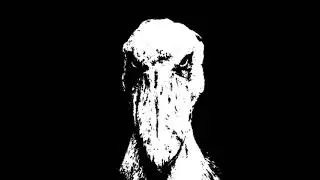 Black and White Shoebill stork staring at you with Merry Go Round of life playing but its slowed