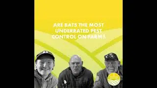 Are Bats the Most Underrated Pest Control on Farm?