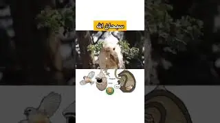 Subhan Allah House or bird |Al Quran Reading beautiful| only Tilawat