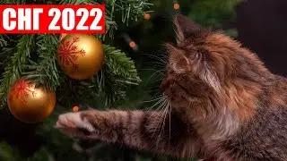 С новым 2022 годом!
