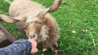 Domestic sheep with huge horns