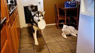 Breakfast With Tonka & Monroe