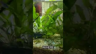 Beautiful, Cozy Aquarium ASMR
