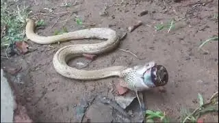 Common cobra Swallowed a cough syrup bottle