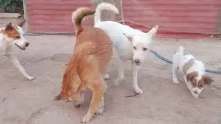 The dog walks happily in the park 2