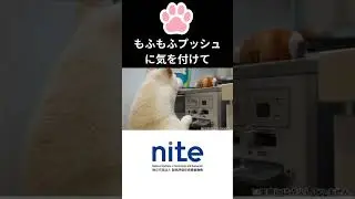 【注意喚起】犬がガスこんろの操作ボタンを押した!?　#shorts  #もふもふプッシュ