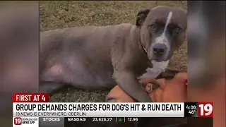 Arraignment for suspected drunk driver accused of injuring woman, killing dog