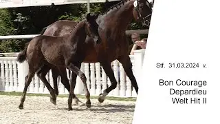 Stf v Bon Courage x Depardieu x Welt Hit II 2024