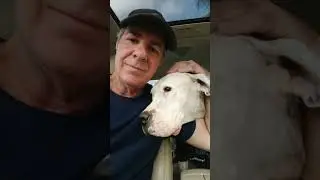 Dogo Argentino saved from euthanization at Downey shelter Sept 13, 2023.