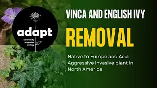 Vinca and English Ivy- Ditch these commonly planted ground covers!