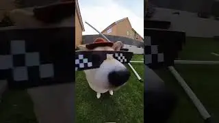 Shiba cowboy bro got POPIPO’d again 🤠 #cutenessoverload