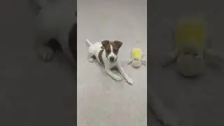 джек рассел                                   игрушка