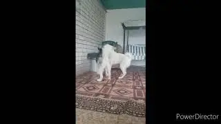Битва века. Хаска против Лайки!!!