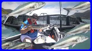 We try and break our record on number of fish caught
