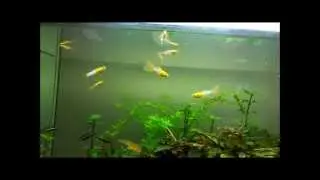 Firehead Blue Guppies v2