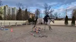 For sale 4 yo gelding by Caribis Z - Hunter prospect
