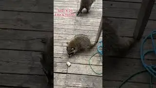 The Little Raccoon Rascals are at the Door. Peanut Butter Club Diary