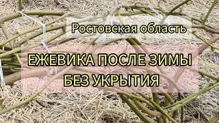 Ежевика после зимы без укрытия. Ростовская область