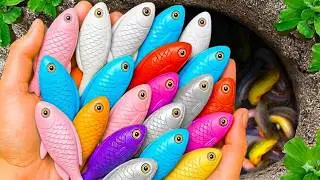 Wonderful Rainbow Colorful Aquarium Fish In Small Pond pink guppy, pencilfish, catfish, nemo fish