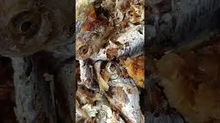What will you pair with this delicious fried fish?#ghanafood#short#shorts#fish#shortfeed#recipe#food