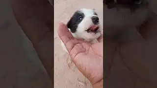 #music #dance #love #song #puppy