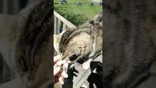 Жизнь в деревне с RU КОМПАС, зверюшки мои. Кошка Моника, телок Мячик и Борис Аркадьевич 
