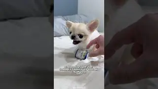 Chihuahua 🐶 One Of The Smallest Dog Breeds In The World 