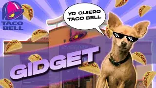 GIDGET: THE TACO-CRAVING CHIHUAHUA AND UNDISPUTED QUEEN OF THE 90'S