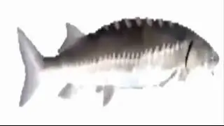 Shimmy Shimmy Ya (Fish Spinning)