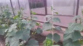Работа на огород 27.05.2024 год.