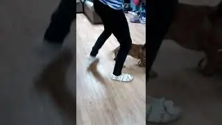 Такса гангстер